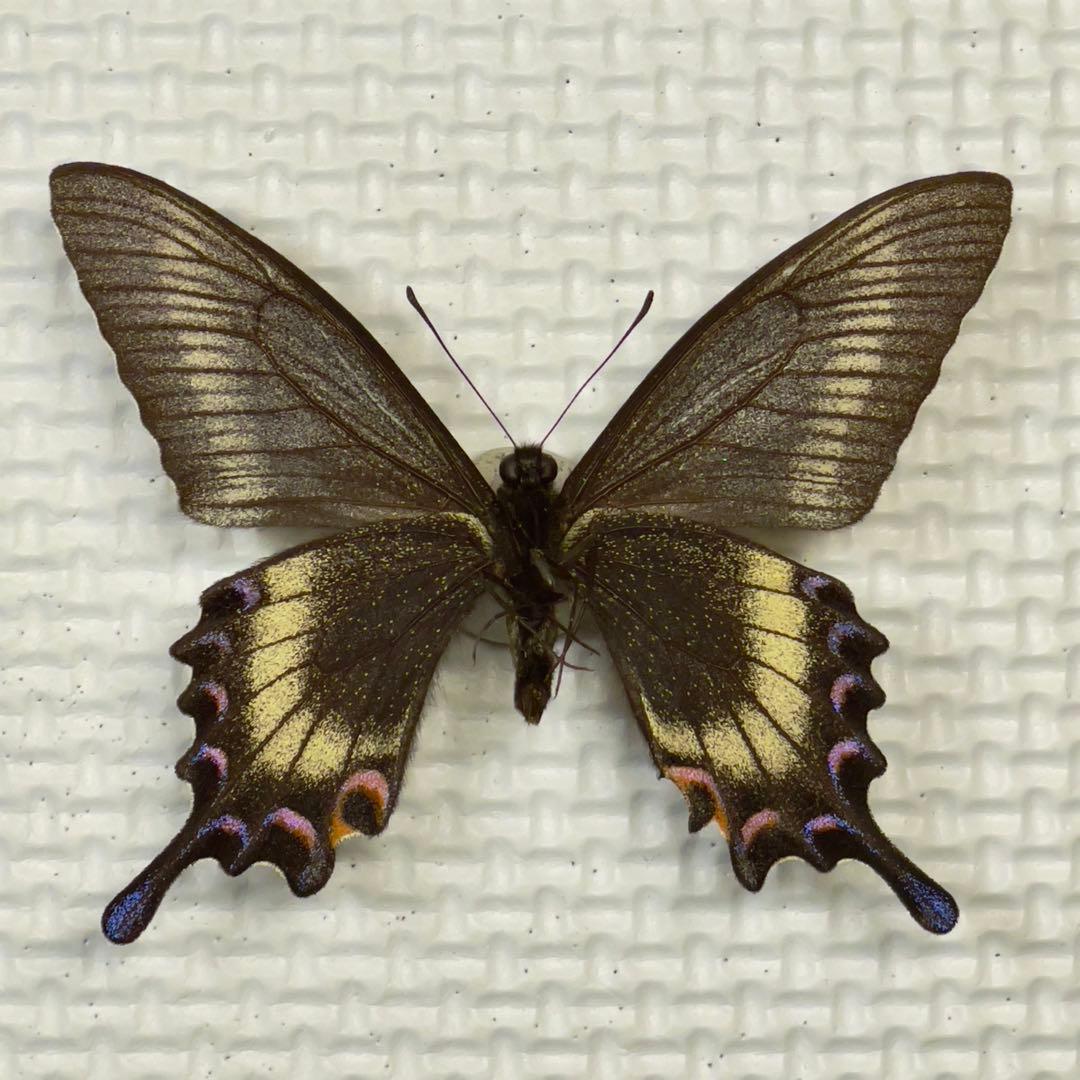 蝶標本⭐️色彩異常　北海道産ミヤマカラスアゲハ春型♂ 採集品⭐️斑紋異常　赤紋出現⭐️