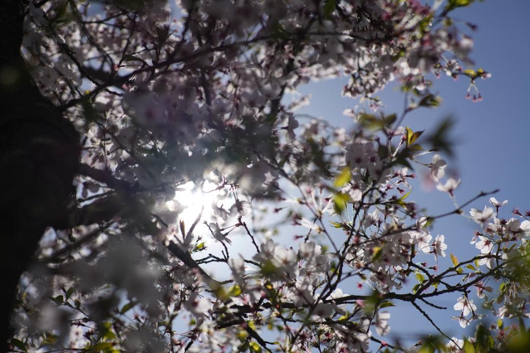 フィルムカメラ OLYMPUS ZUIKO AUTO-T 85mm F2