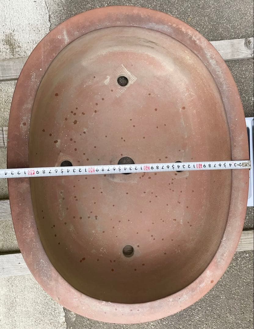 ウシ　　　　　　盆栽　鉢　57cm　板山　大型　特大