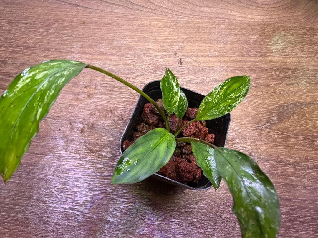 ブセファランドラ（斑入り株）Bucephalandra Pipto