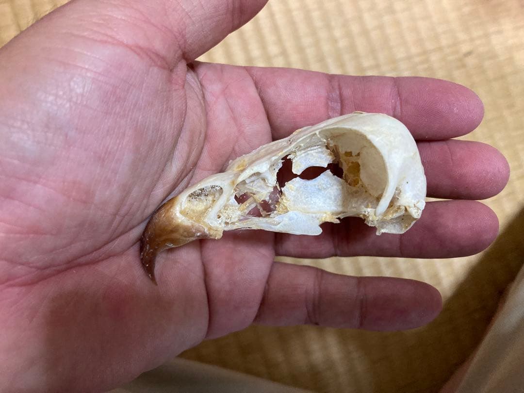 ヨーロッパチュウヒの頭骨