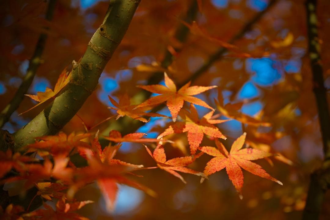 Nikon Z7 ミラーレスカメラ最終価格