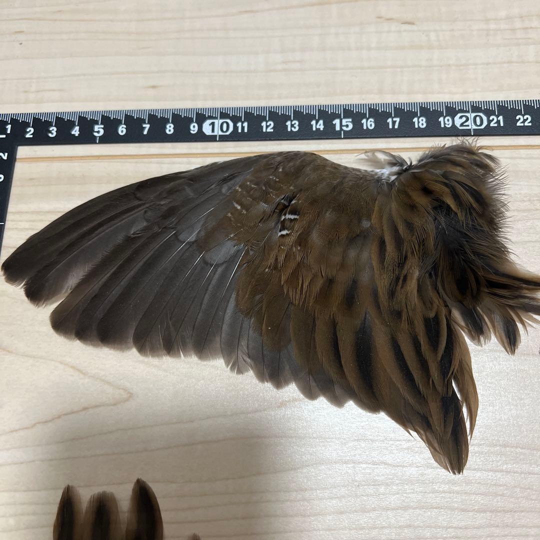 野鳥の羽根　クイナ　標本
