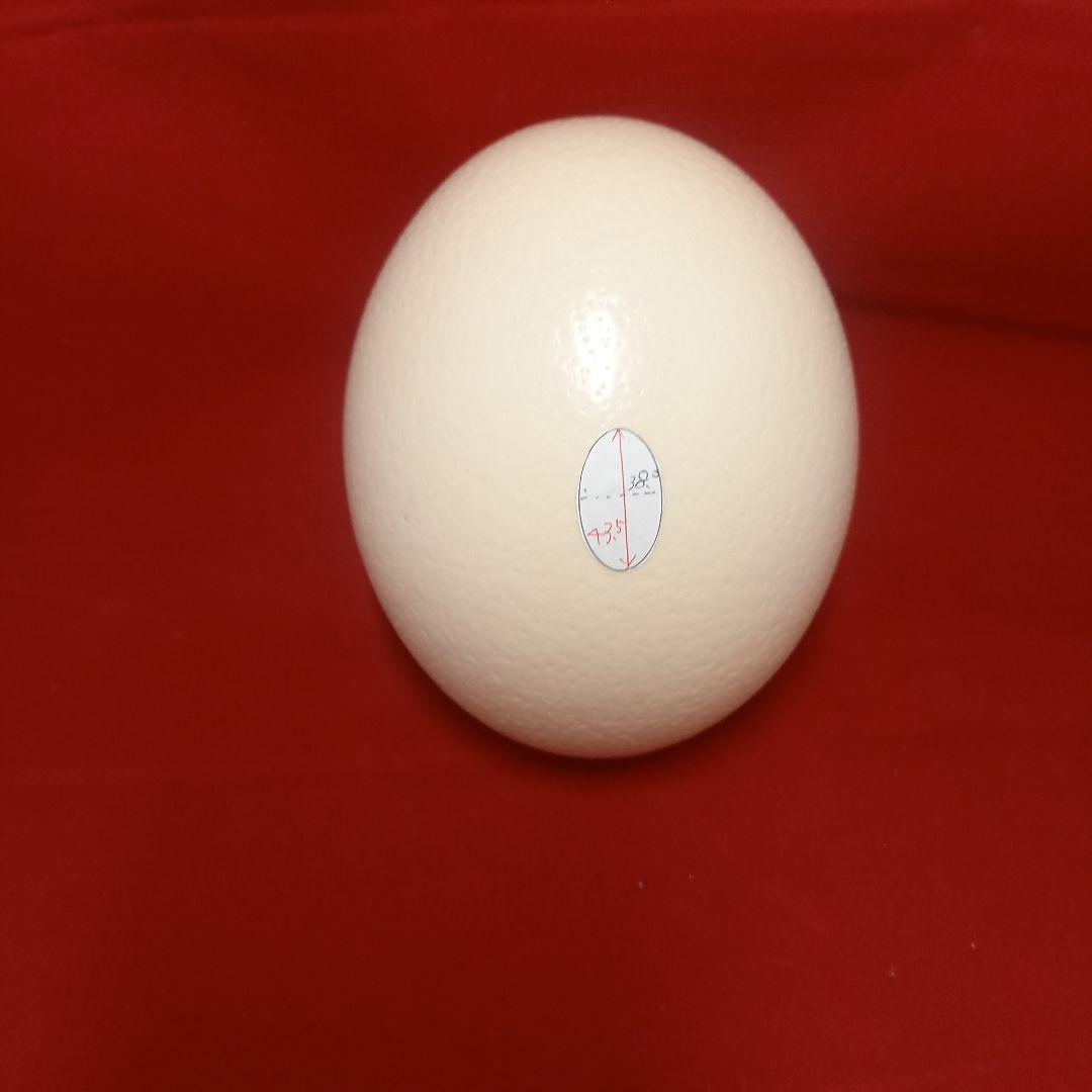 だちょうの卵 肌　艶　シルエットきれいです
