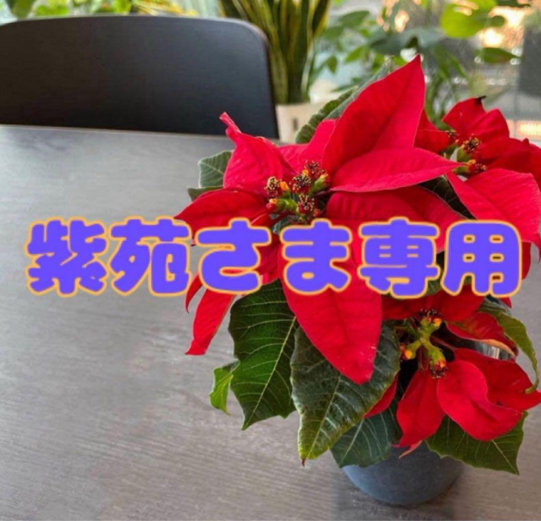 紫苑　日本酒その他
