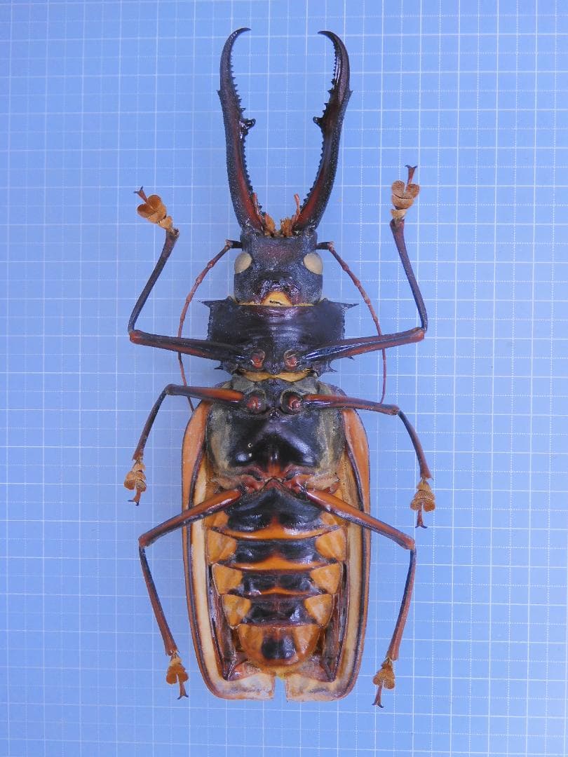ペルー産　オオキバウスバカミキリ　162mm