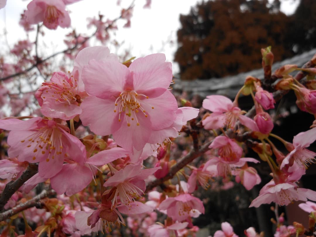実写美⭕️【動作確認済】Nikon COOLPIX S6100 ブラック