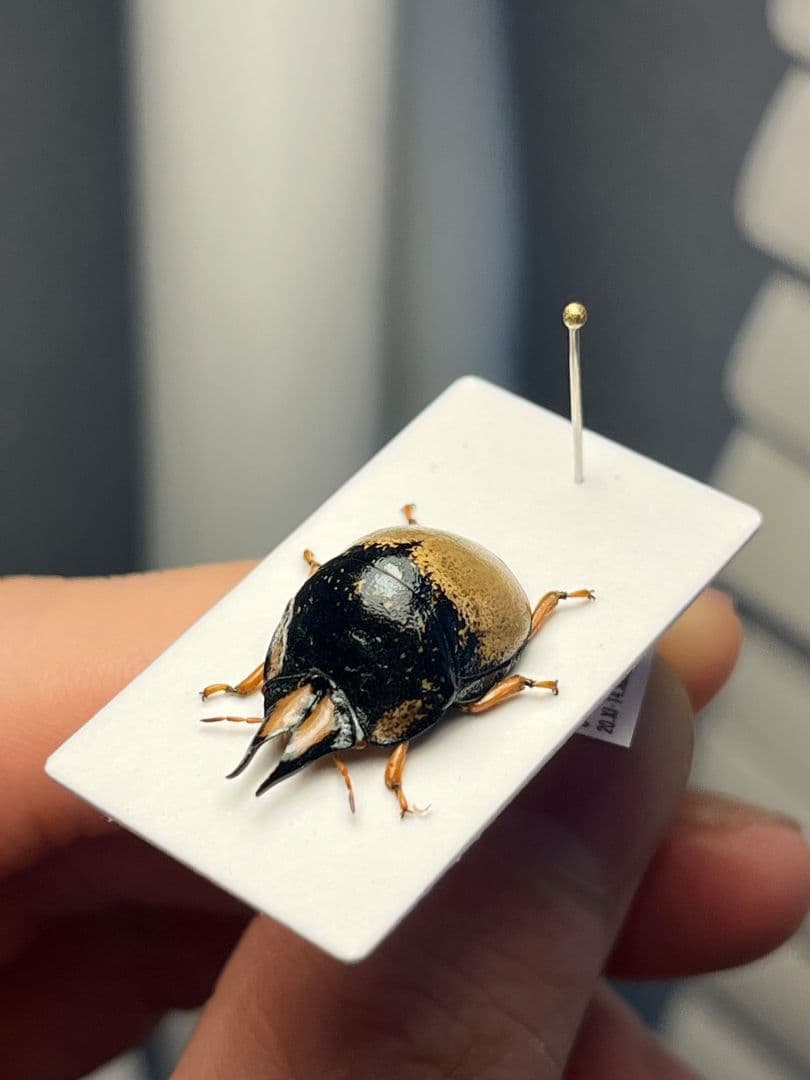 【♂】クワガタマルカメムシ 昆虫標本 ゾウムシ ハムシ フンチュウ タマムシ