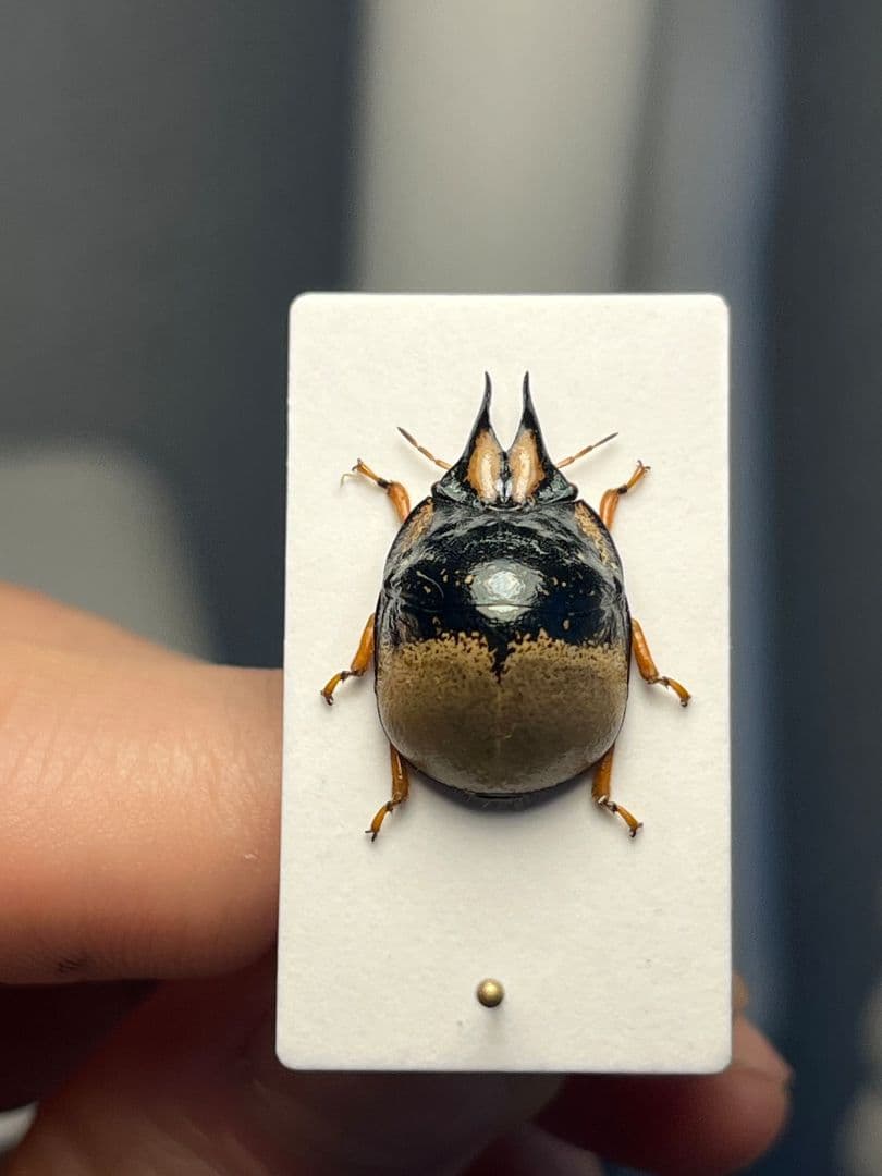 【♂】クワガタマルカメムシ 昆虫標本 ゾウムシ ハムシ フンチュウ タマムシ