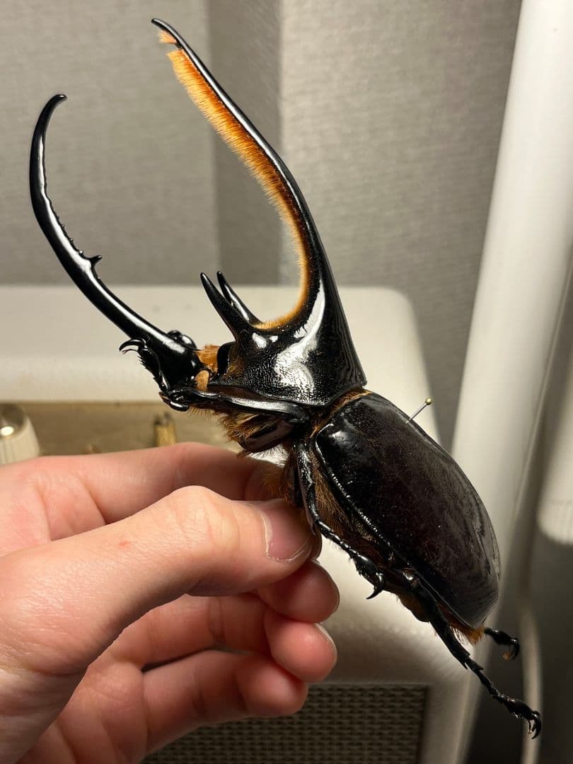【140mm】ネプチューンオオカブト標本 Dynastes neptunus ♂
