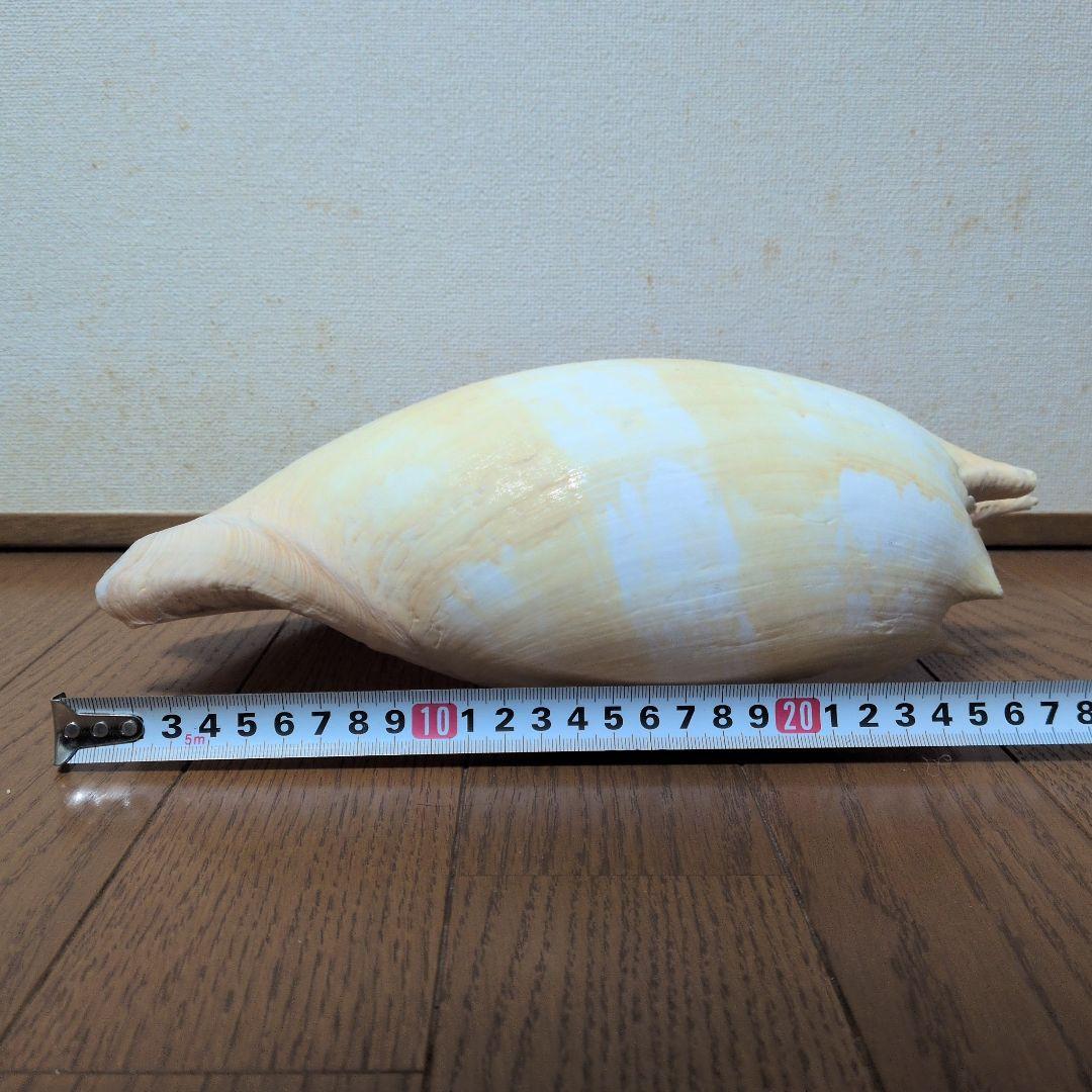 【約25cm】イナズマツノヤシガイ 巻貝 巻き貝