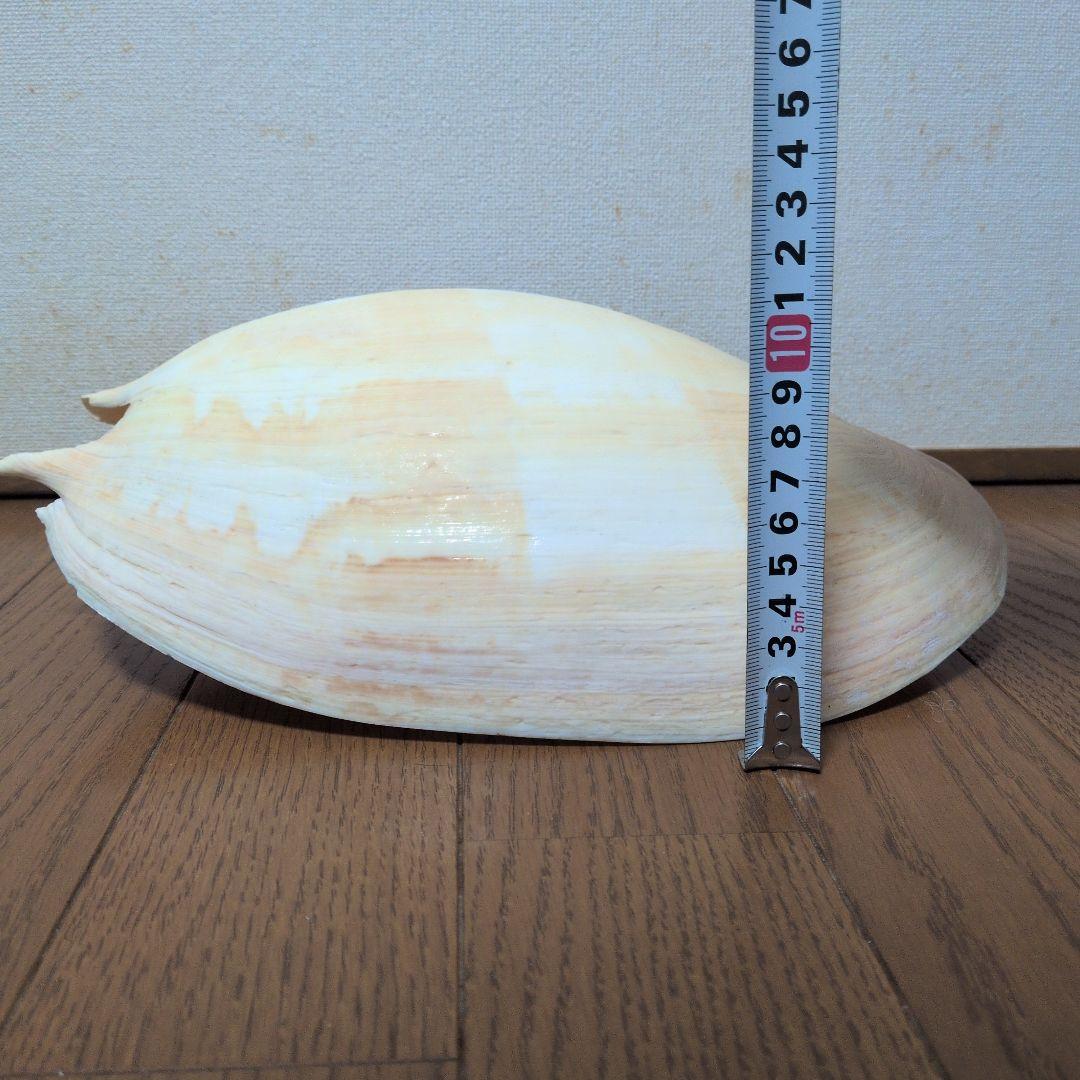 【約25cm】イナズマツノヤシガイ 巻貝 巻き貝