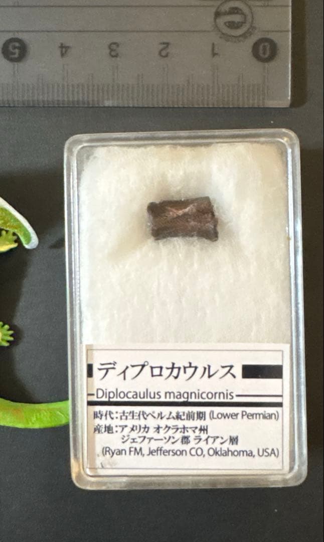 ディプロカウルスの脊椎骨　化石　古生物