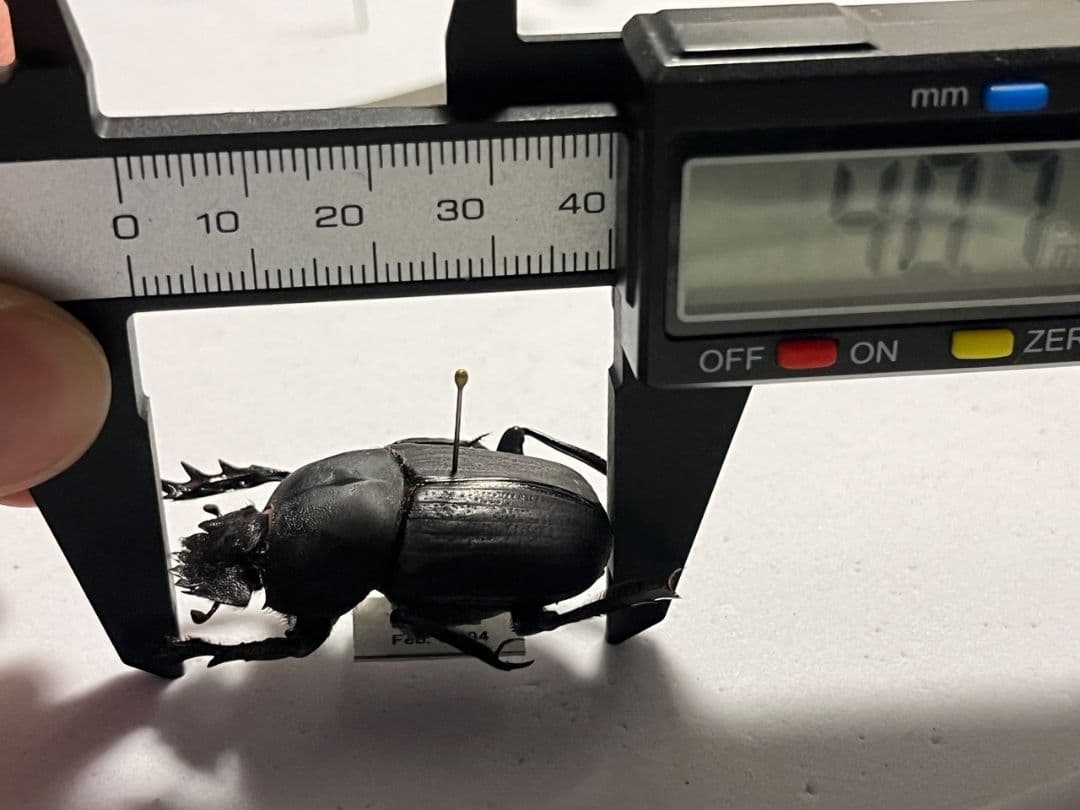 【糞虫標本】ヒジリタマオシコガネ？Pachysoma 糞虫フンコロガシ甲虫あ