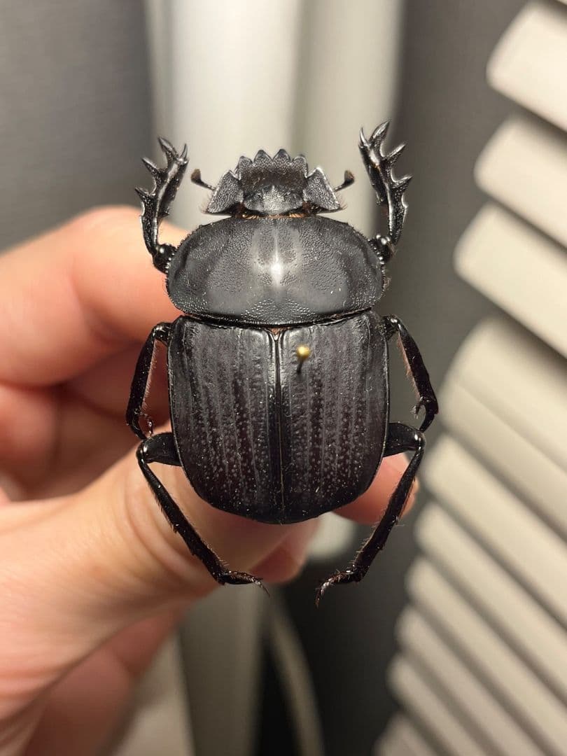 【糞虫標本】ヒジリタマオシコガネ？Pachysoma 糞虫フンコロガシ甲虫あ