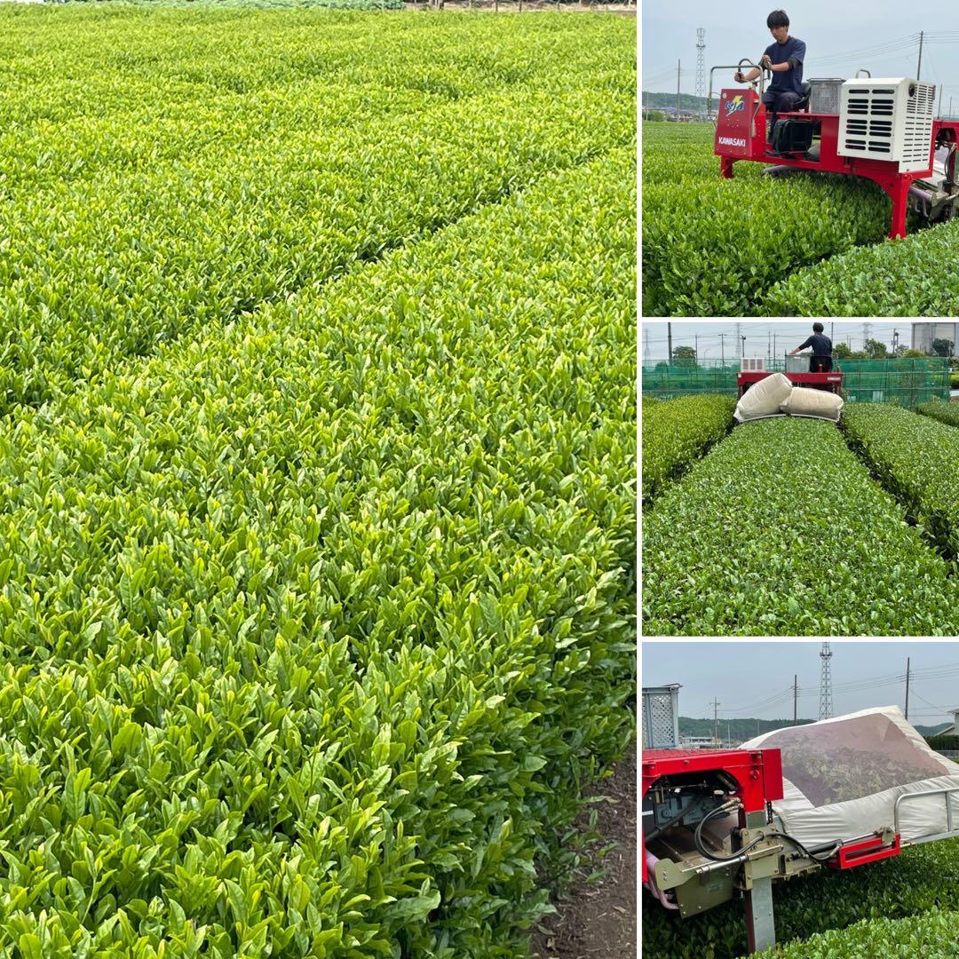 【狭山茶】茶畑直販☆特上煎茶100gx6本(令7年産)深蒸し緑茶日本茶お茶無添加