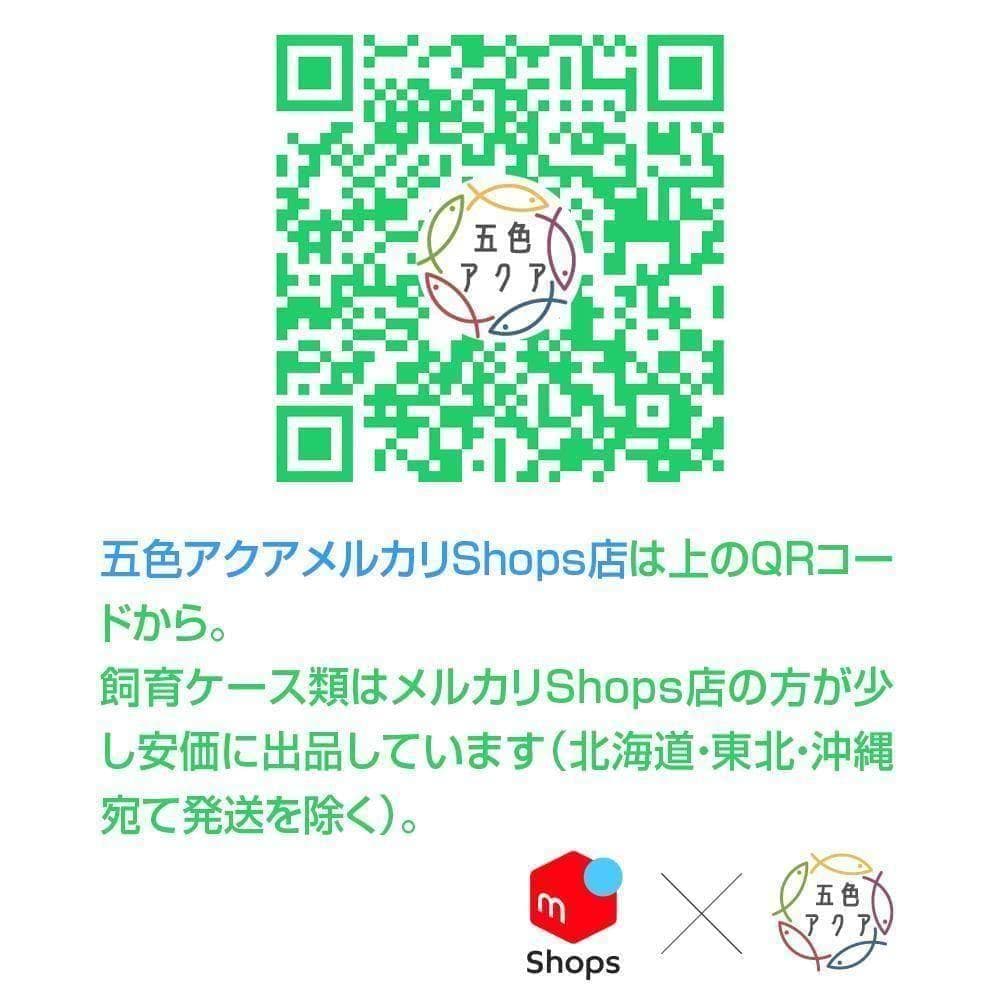 メダカ飼育ケース 56㍑x8個 白黒灰あり オーバーフロー加工済み 五色アクア