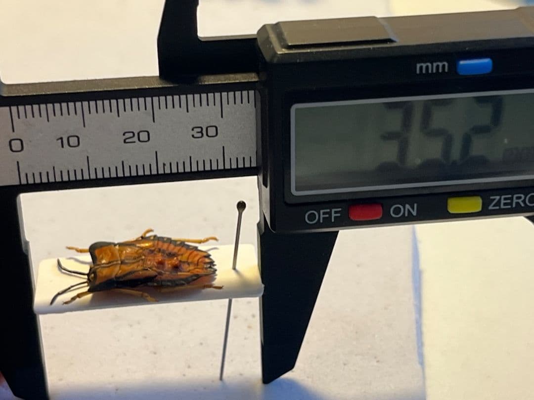 塗壁感のあるライチオオカメムシに酷似のカメムシ 標カミキリタマムシスハンダエ