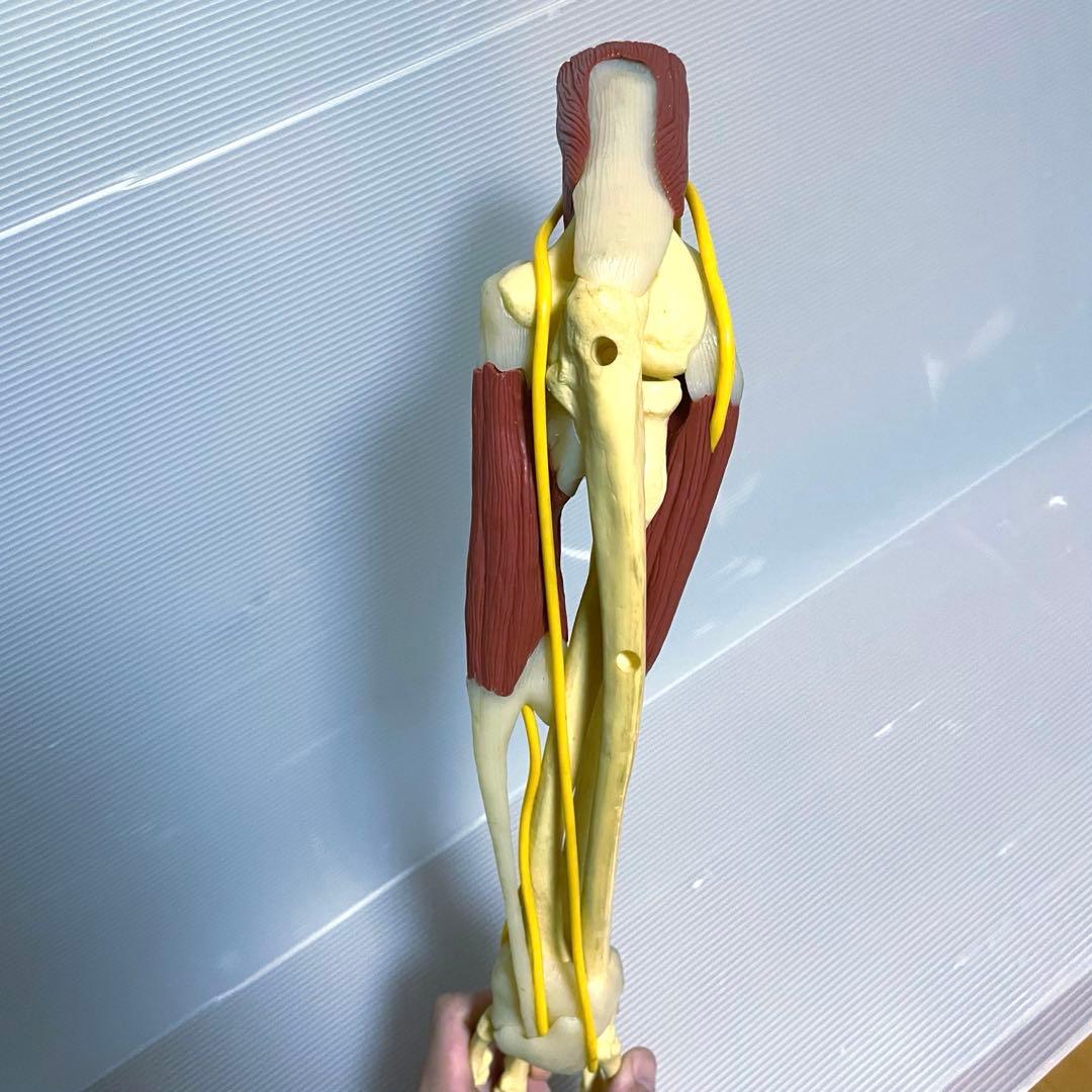 上腕模型 前腕模型 標本