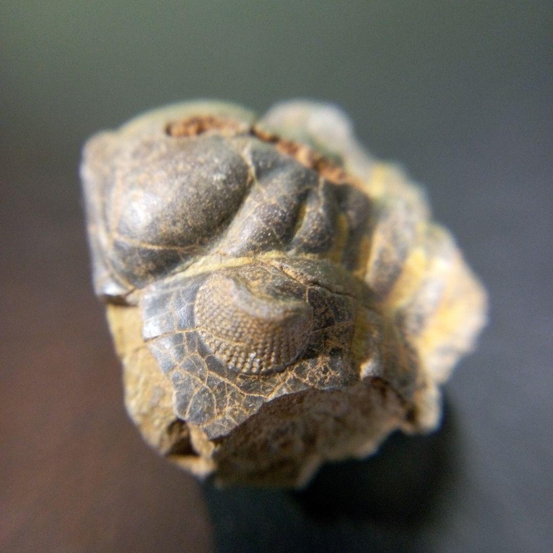 三葉虫　化石　fossil　海　ボリビア産　trilobite　海生動物判別⑧