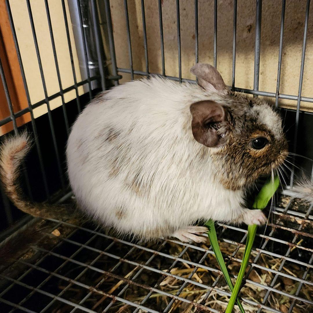 無農薬生牧草　イタリアンライグラスとオーツヘイセット