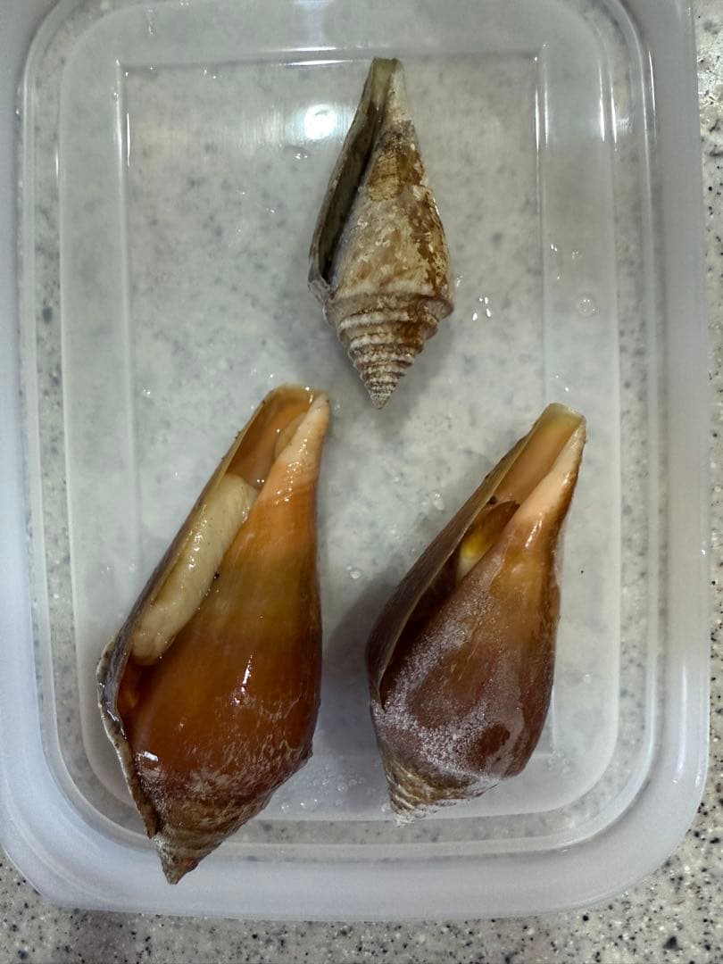 鬼*管様 貝