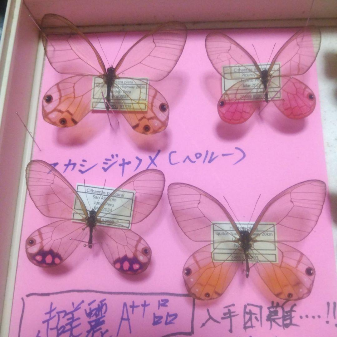 スカシジャノメ 超美麗品。黄色 赤 紫色 ４頭セット