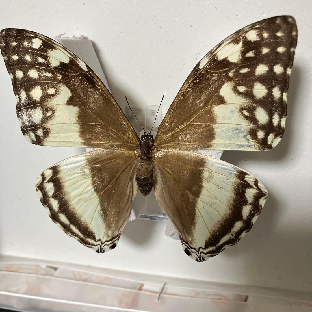 アドニスモルフォ♂♀