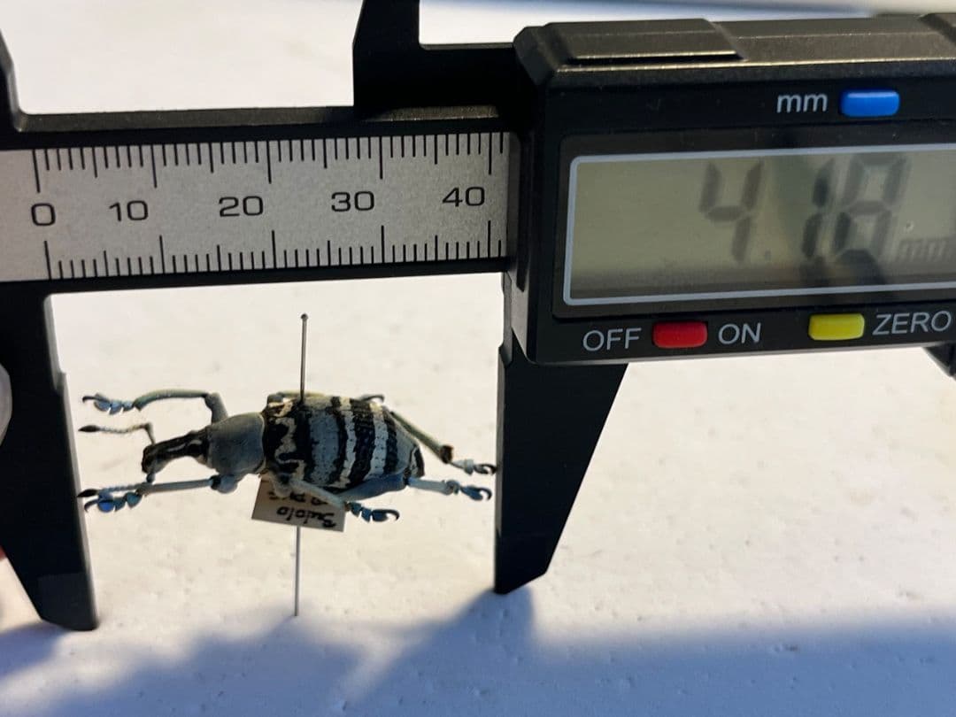 【25mm】トライバルな模様が美しいニケリーホウセキゾウムシ 標本カミキリ甲虫