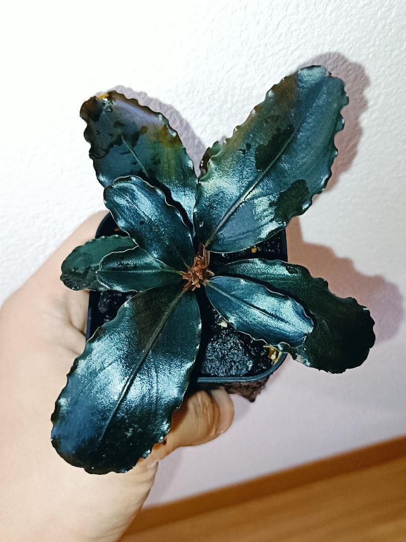 紫*ン様 Bucephalandra sp. \"Theia Blue\" Kn便