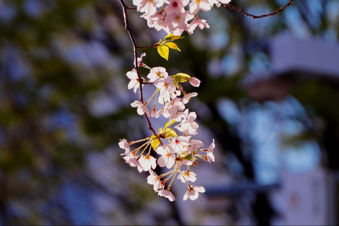 SONY 70-210mm f/4.5-6.3 ズームレンズ