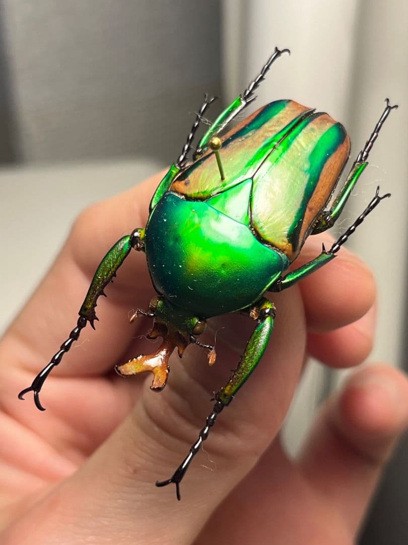 【42mm♂】フロンタリスサスマタカナブン 標本 ニジイロクワガタウグイスコガネ