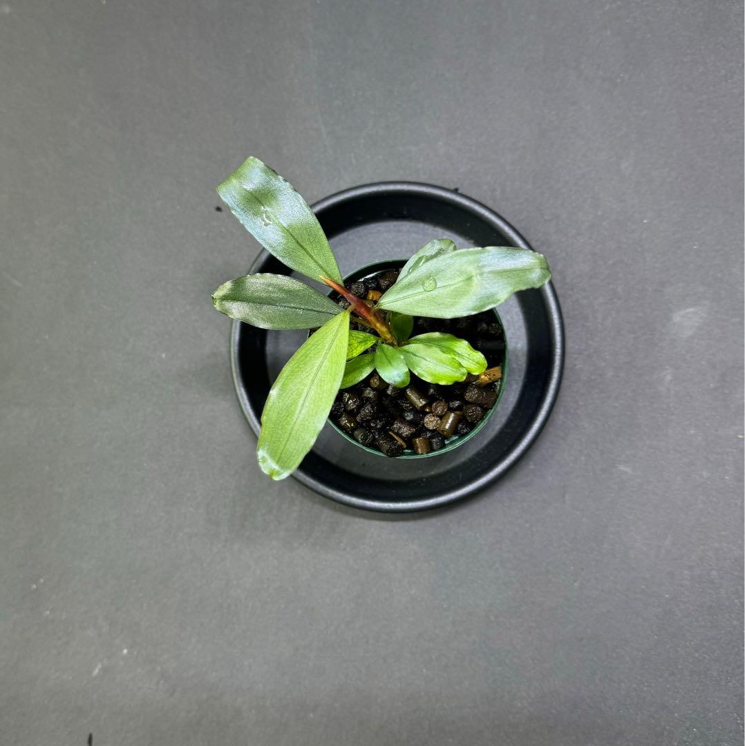 水草 Bucephalandra sp. Serawai2 TB