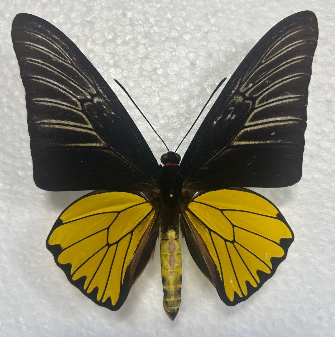 コウトウキシタアゲハ♂5外国産昆虫未展翅標本　蝶