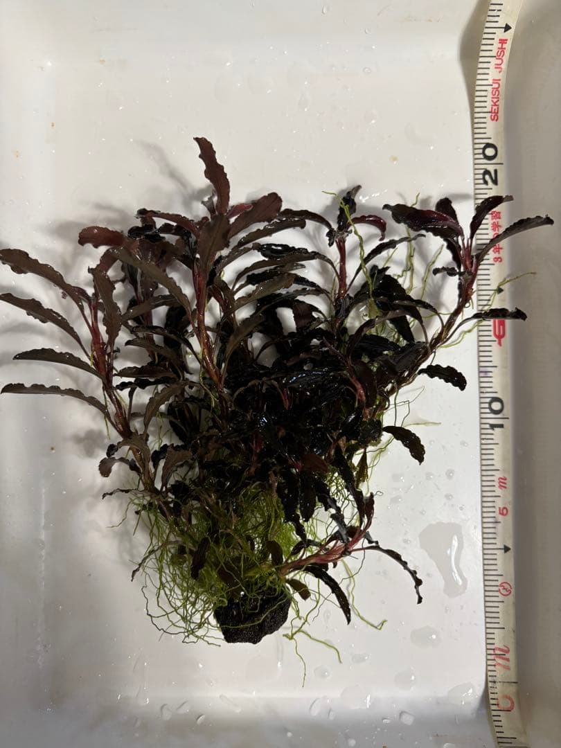 ブセファランドラ クダガン　特大群生株⑥