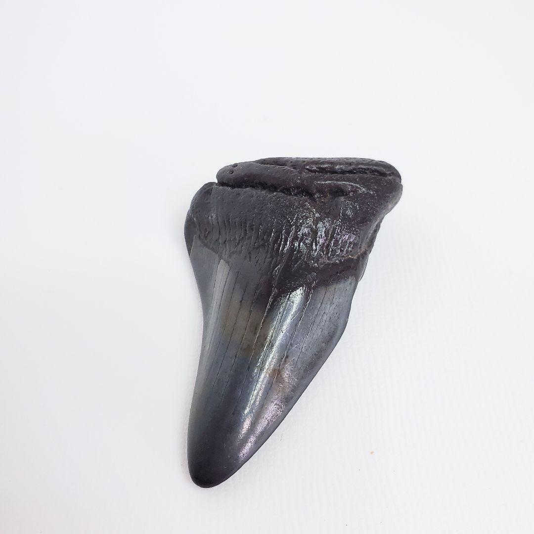 化石 サメの歯　カルカロドン　6.5cm 希少✨️