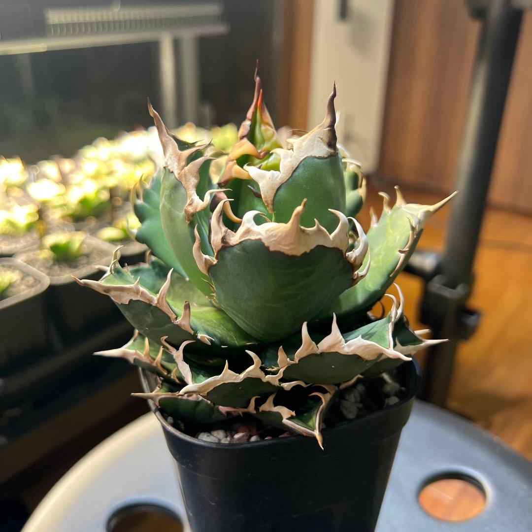 アガベ　Agave チタノタ　レッドキャットウィーズル