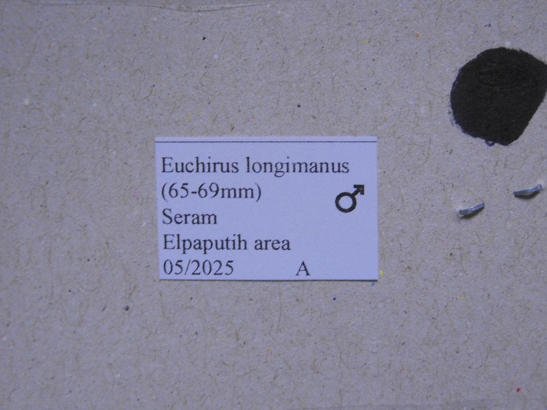 セラムドウナガテナガコガネ　70mm