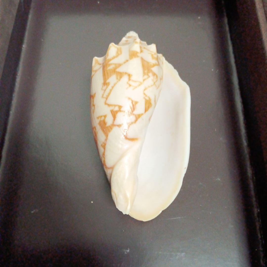 貝殻標本　トウコオロギ