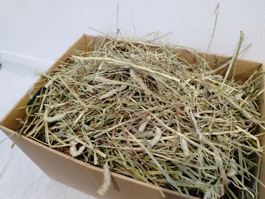 【Y ◎】カナダ産 チモシー 20kg スーパープレミアム １番刈り