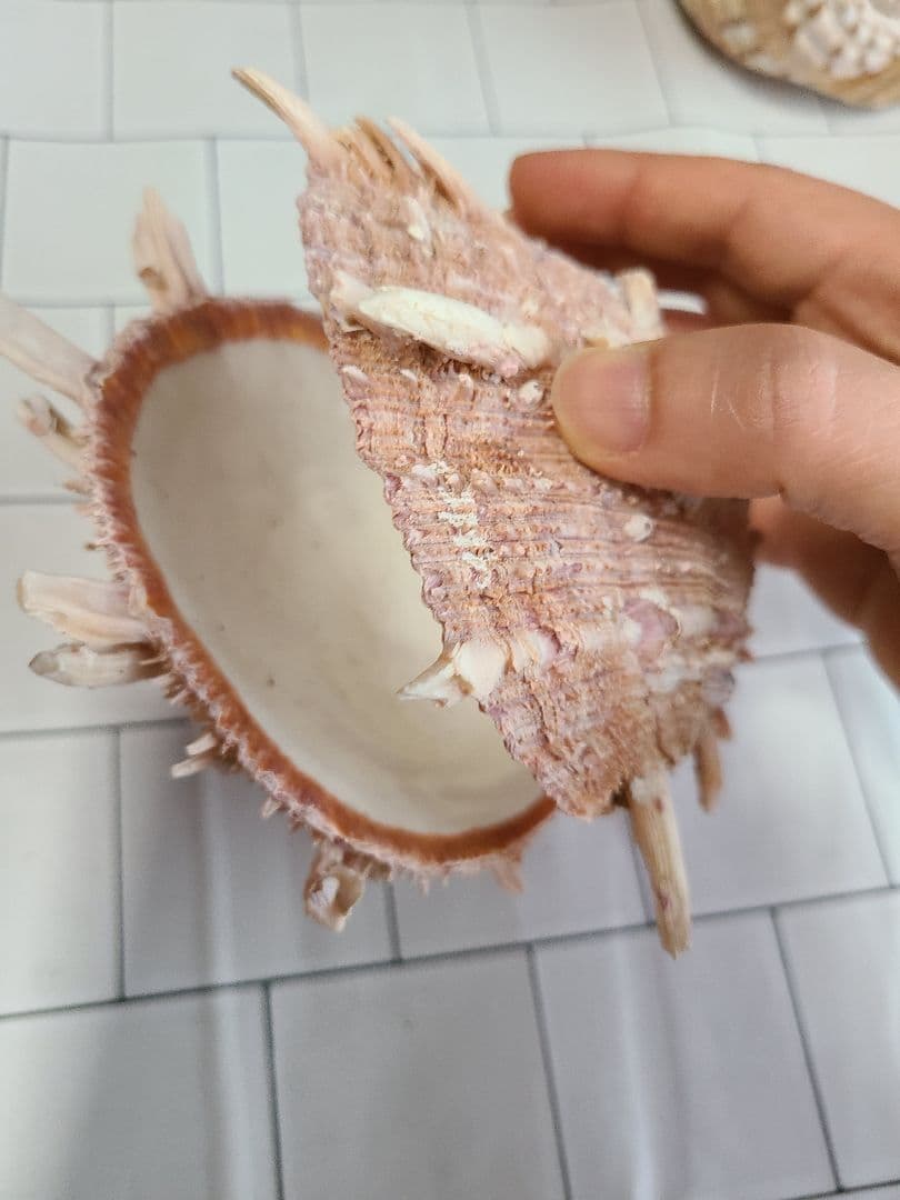 レア!五島列島!特大! 貝殻　貝　標本　コレクション　タカラガイ　アンティーク