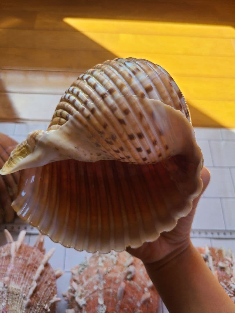 レア!五島列島!特大! 貝殻　貝　標本　コレクション　タカラガイ　アンティーク