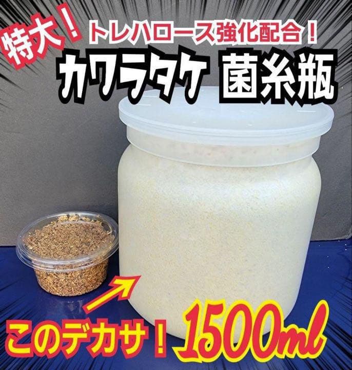 極上！カワラタケ菌糸瓶【6本】特殊アミノ酸強化配合！タランドゥス・オウゴンオニに
