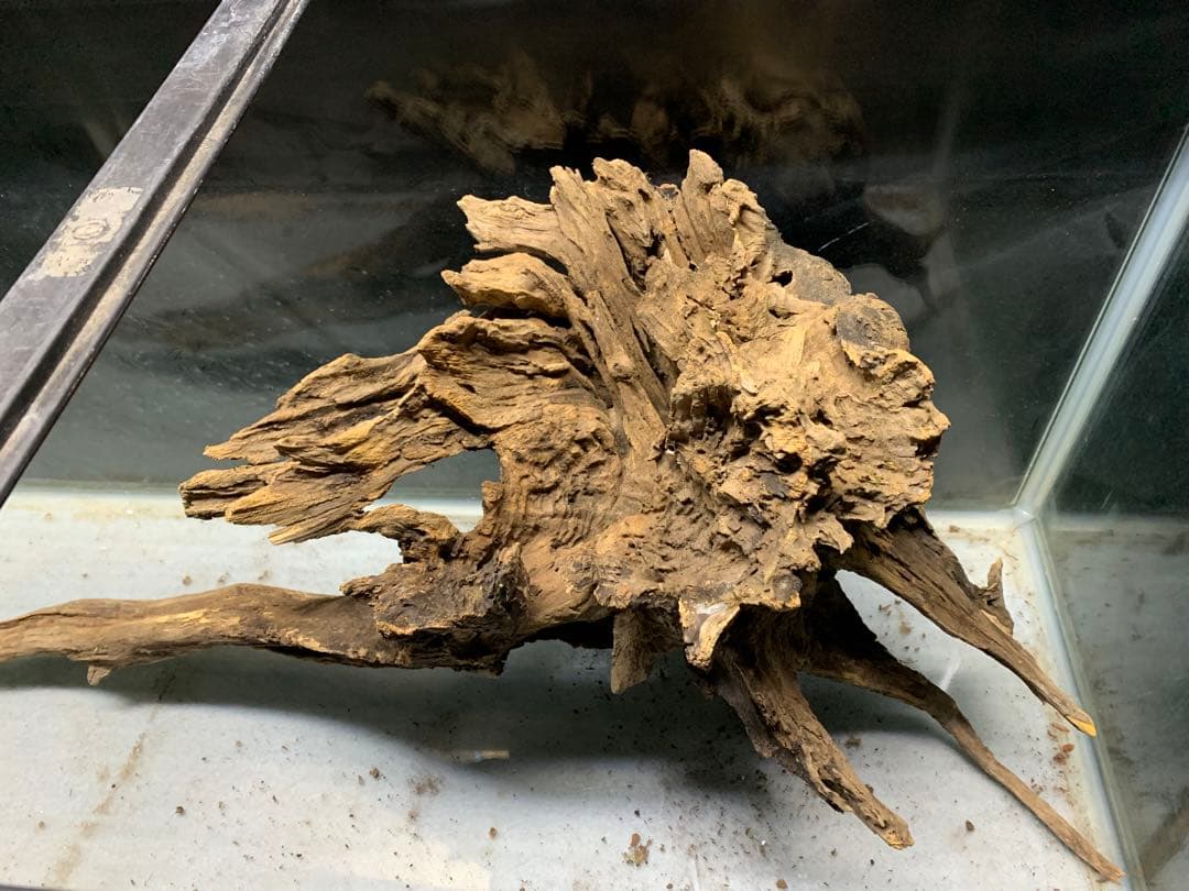 [新品　特大] 天然流木★ビオトープ　水槽　メダカ　熱帯魚　ホーンウッド　水草