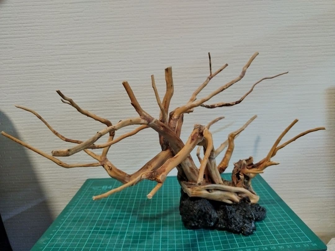 アクアリウム　流木レイアウト 盆栽