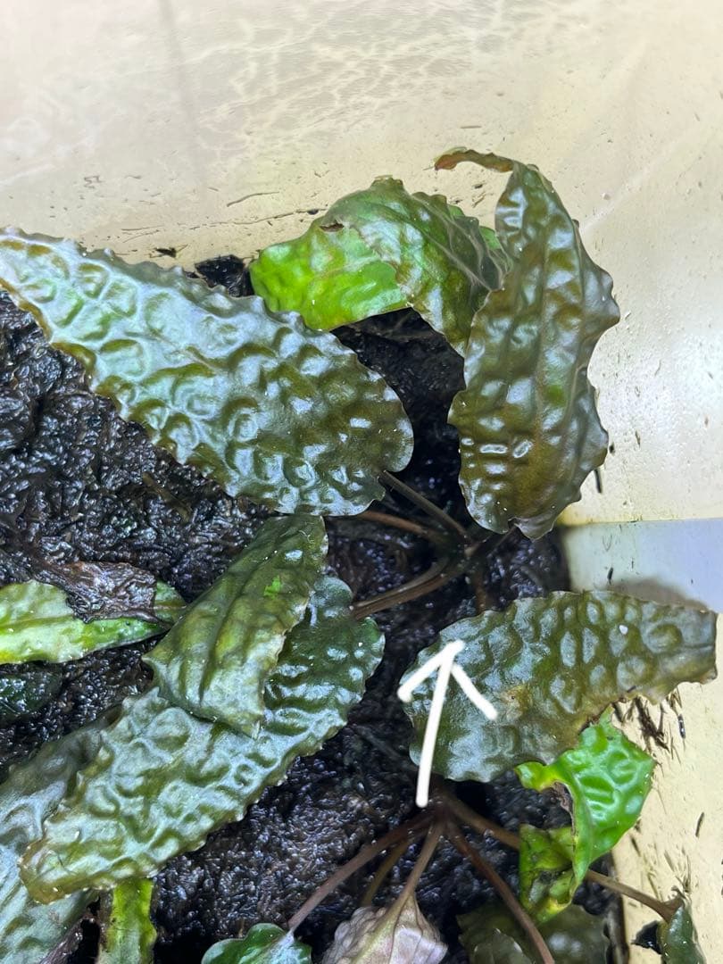 Cryptocoryne sp. Mempawah （斑入り）クリプトコリネ
