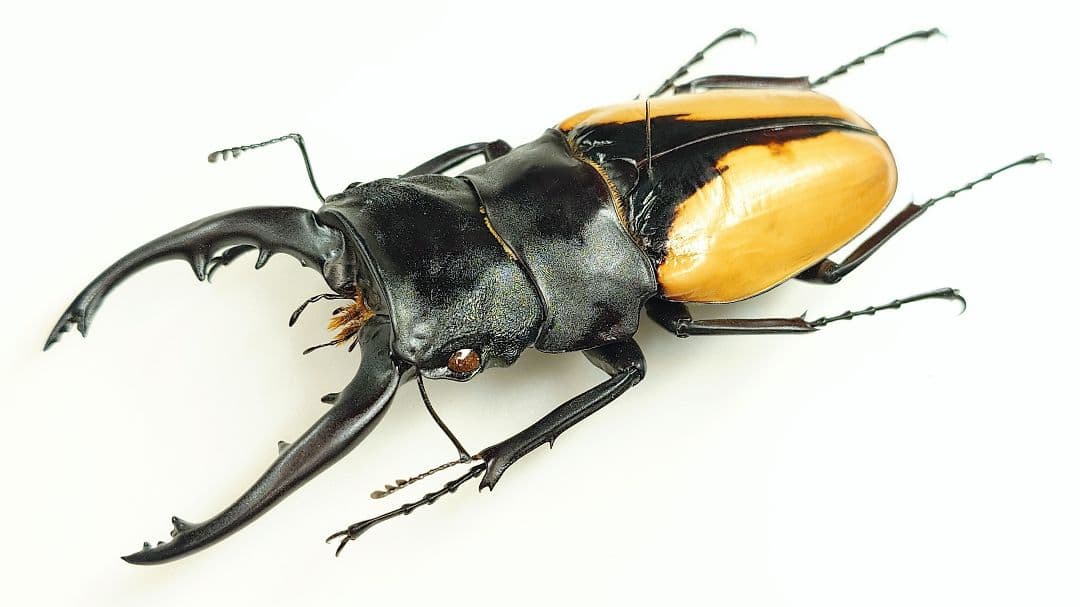 ブルマイスターツヤクワガタ　長歯型　標本
