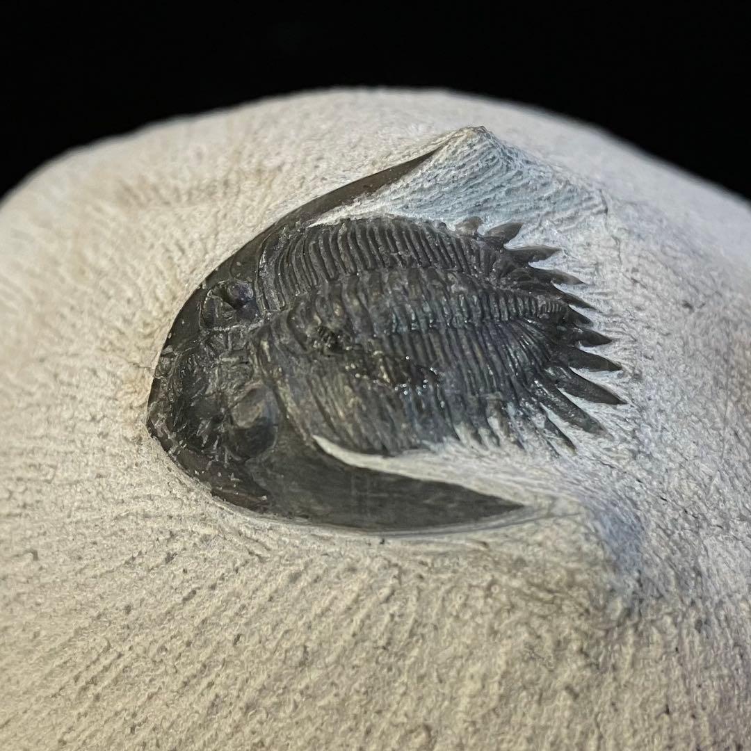 Mrakibina Cattoi　三葉虫　化石　モロッコ 産