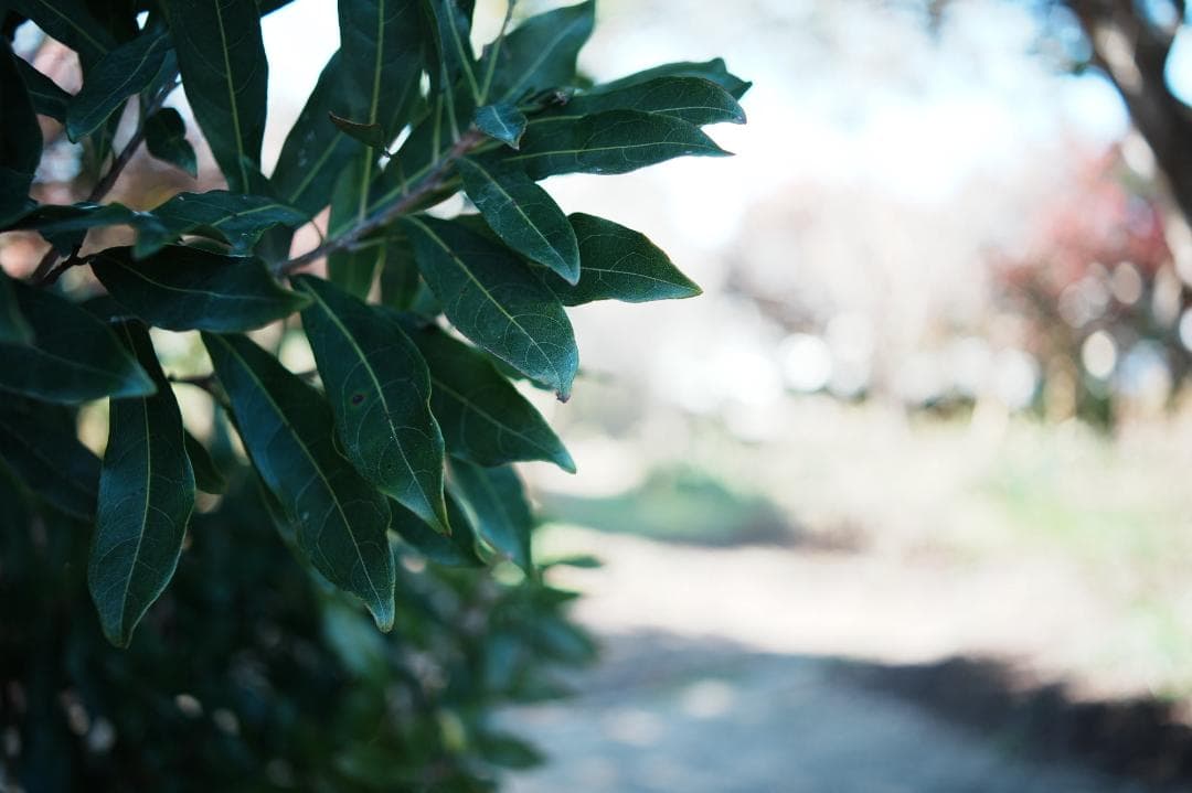 レンズ(単焦点) Carl Zeiss Distagon 35mm f2.8 AEJ