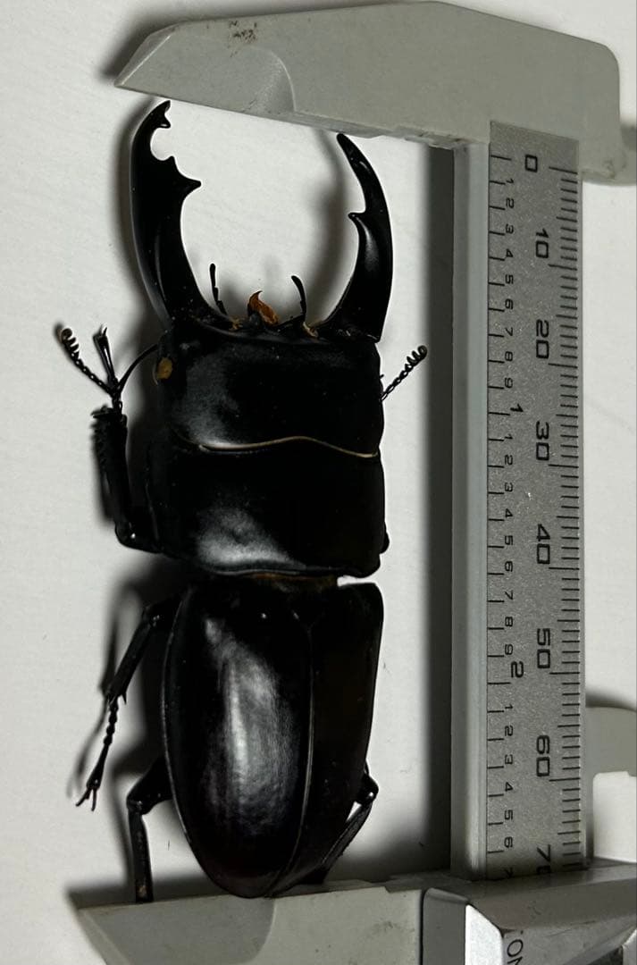 【クワガタ大型ペア標本】スマトラ特産種ラマヒラタ野外♂68㍉ ブリード♀37㍉